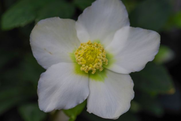 Florales Weihnachts-Atelier - Christrose