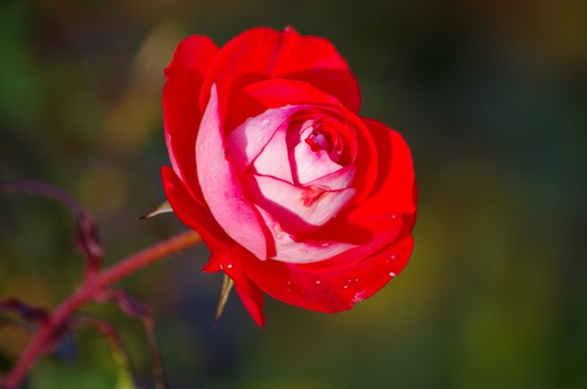 Rosenblüte