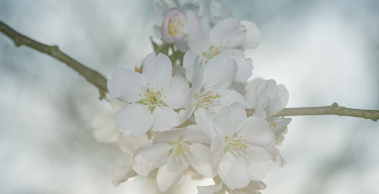 Prunus padus 'Pandora'