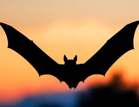 Silhouette einer Fledermaus im Flug vor einem orangefarbenen Sonnenuntergangshimmel.