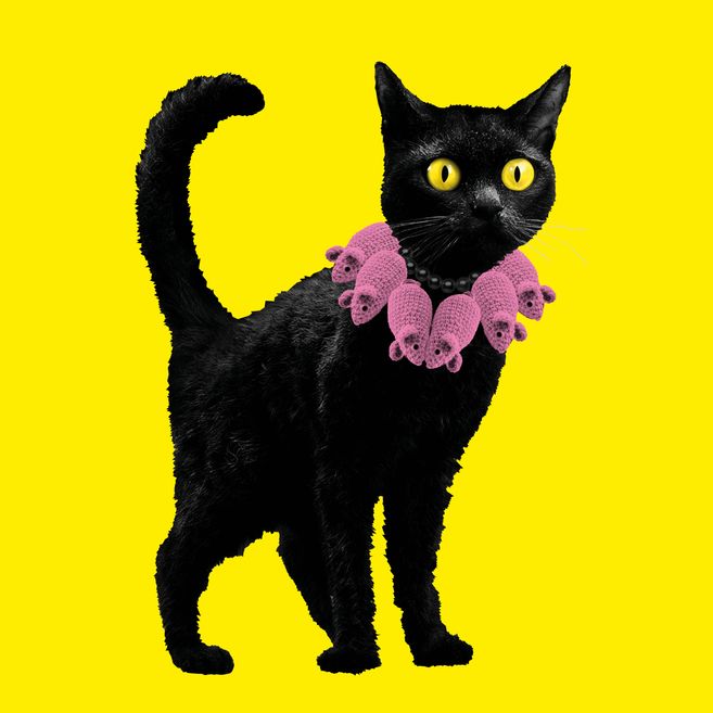 schwarze Katze mit rosa Halsband 
