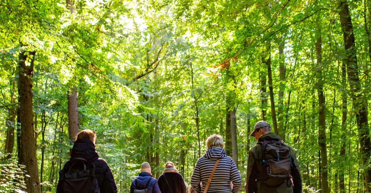 Eine Gruppe von Menschen wandert auf einem Waldweg im Frühling, umgeben von grünem Laub und Sonnenlicht.