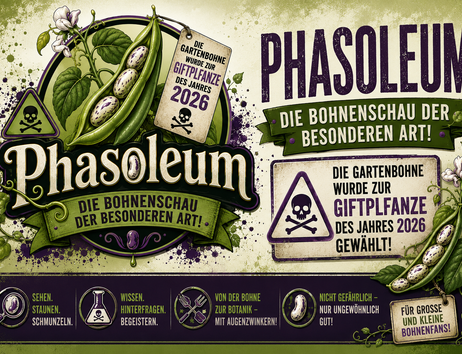 Phasoleum - Die Bohenschau der besonderen Art.