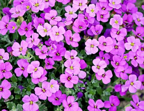 Nahaufnahme von lila Blüten mit grünen Blättern.