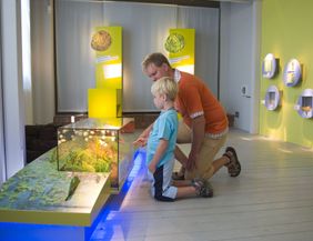 Ein Mann und ein Kind betrachten ein Diorama in einer Ausstellung über Moore.