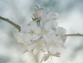 Prunus padus 'Pandora'