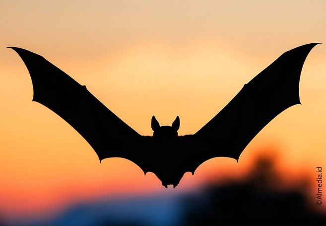 Silhouette einer Fledermaus im Flug vor einem orangefarbenen Sonnenuntergangshimmel.