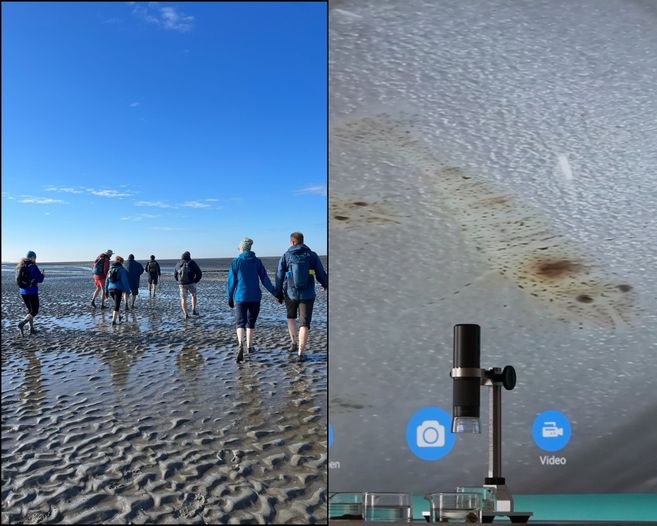 Gruppe von Menschen wandert im Watt; daneben ein Mikroskop mit einer Projektion von Wattboden.