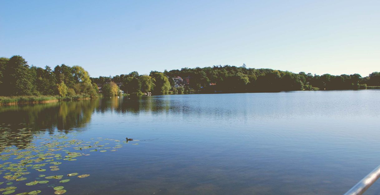 Ein ruhiger See mit Seerosen und einer Ente im Vordergrund, umgeben von Bäumen und einem klaren blauen Himmel.