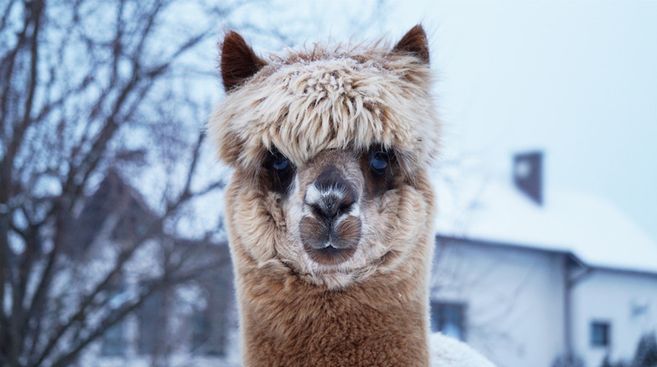 Nahaufnahme eines Alpakas im Winter vor einem schneebedeckten Haus.