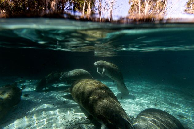 Das Bild zeigt im Crytal River schwimmende Manatees unter Wasser.