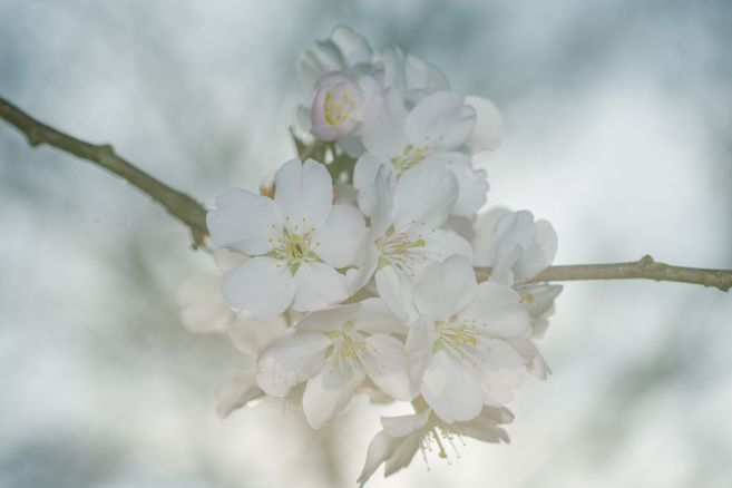 Prunus padus 'Pandora'