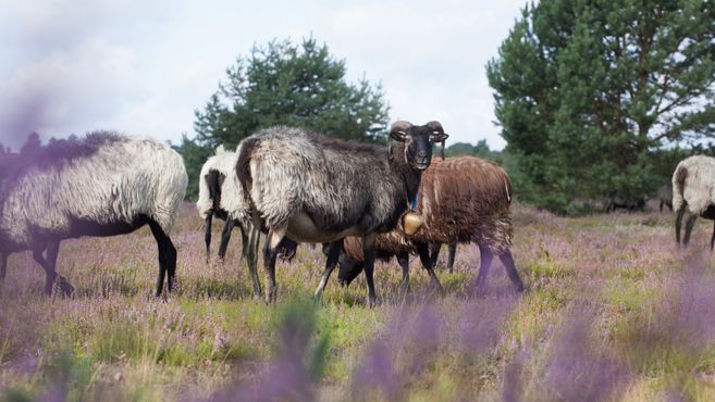 Heidschnucken grasen auf einer blühenden Heidefläche mit Bäumen im Hintergrund.