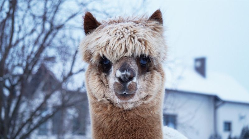 Nahaufnahme eines Alpakas im Winter vor einem schneebedeckten Haus.