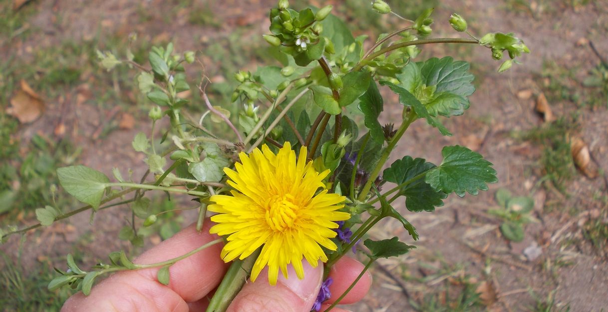Eine Hand hält eine Auswahl an Wildkräutern, darunter ein gelber Löwenzahn, vor einem Hintergrund aus Gras und Erde.