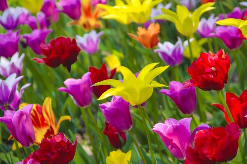 Bunte Tulpen in verschiedenen Farben blühen in einem Garten.