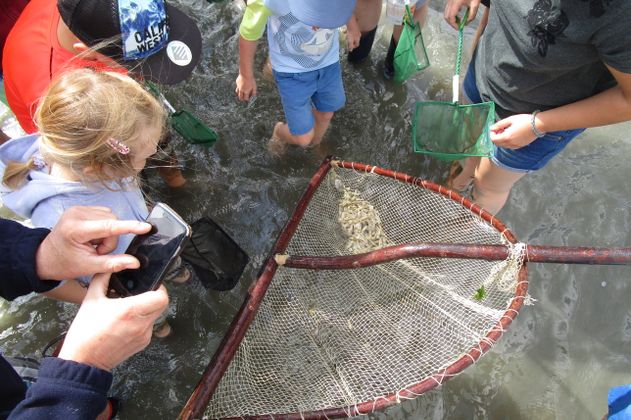 Wattführung mit Krabbenfischen