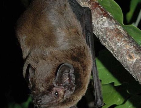 A bat is hanging from a tree and is looking around attentively.