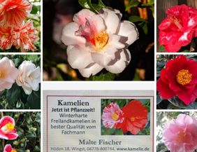 Verschiedene Kamelienblüten in verschiedenen Farben und eine Werbeanzeige für Kamelien von Malte Fischer.