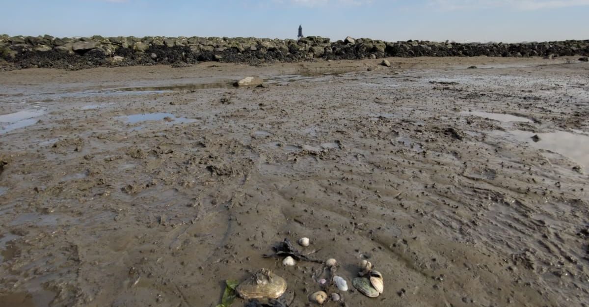 Wattenmeer mit Muscheln und Steinen im Vordergrund, Felsen und Person im Hintergrund, bewölkter Himmel.