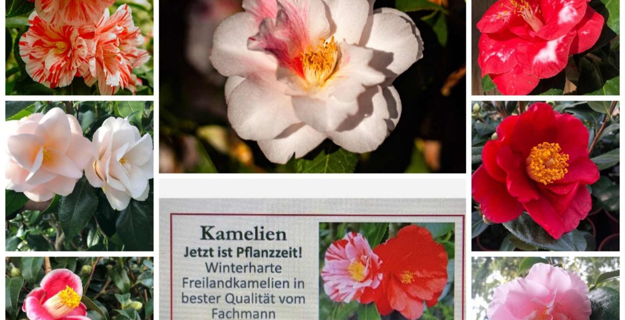 Verschiedene Kamelienblüten in verschiedenen Farben und eine Werbeanzeige für Kamelien von Malte Fischer.