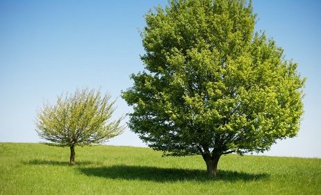 Zwei Bäume auf einer grünen Wiese unter blauem Himmel.