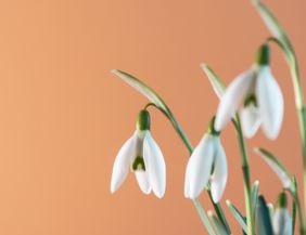 Nahaufnahme von Schneeglöckchen vor einem orangefarbenen Hintergrund.