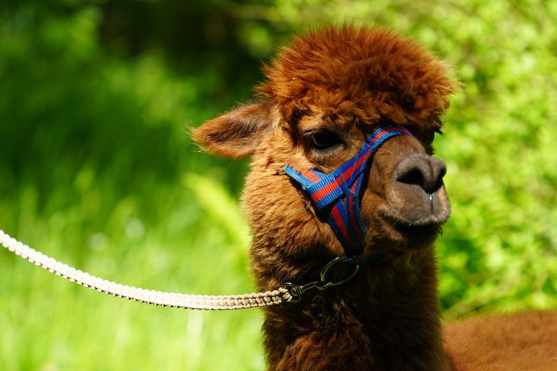 Nahaufnahme eines Alpakas mit Halfter, das Gras frisst.