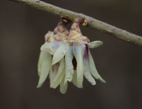 Chimonanthus praecox