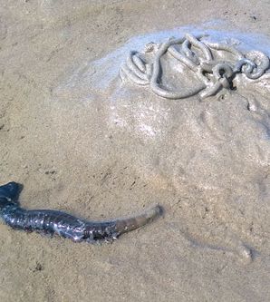 Wattführung mit Krabbenfischen