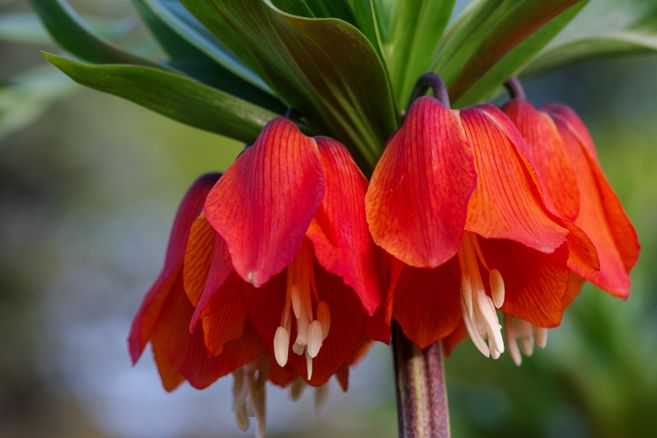 Fritillaria imperialis 'Rubra'