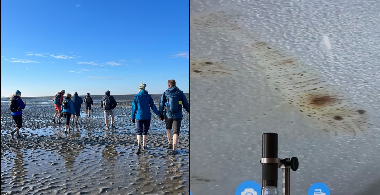 Gruppe von Menschen wandert im Watt; daneben ein Mikroskop mit einer Projektion von Wattboden.