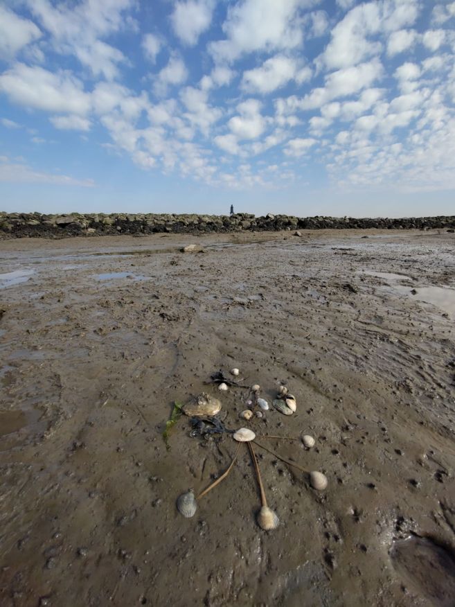 Wattenmeer mit Muscheln und Steinen im Vordergrund, Felsen und Person im Hintergrund, bewölkter Himmel.