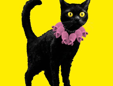 schwarze Katze mit rosa Halsband 